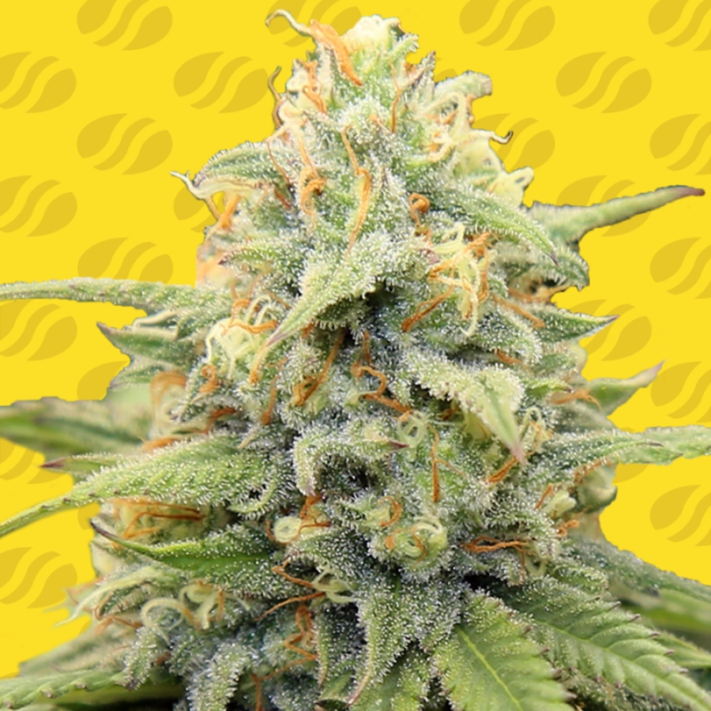 Apple Fritter Auto Pflanzenprofil – Autoflower Sorte mit süßem Aroma und hohem THC-Gehalt
