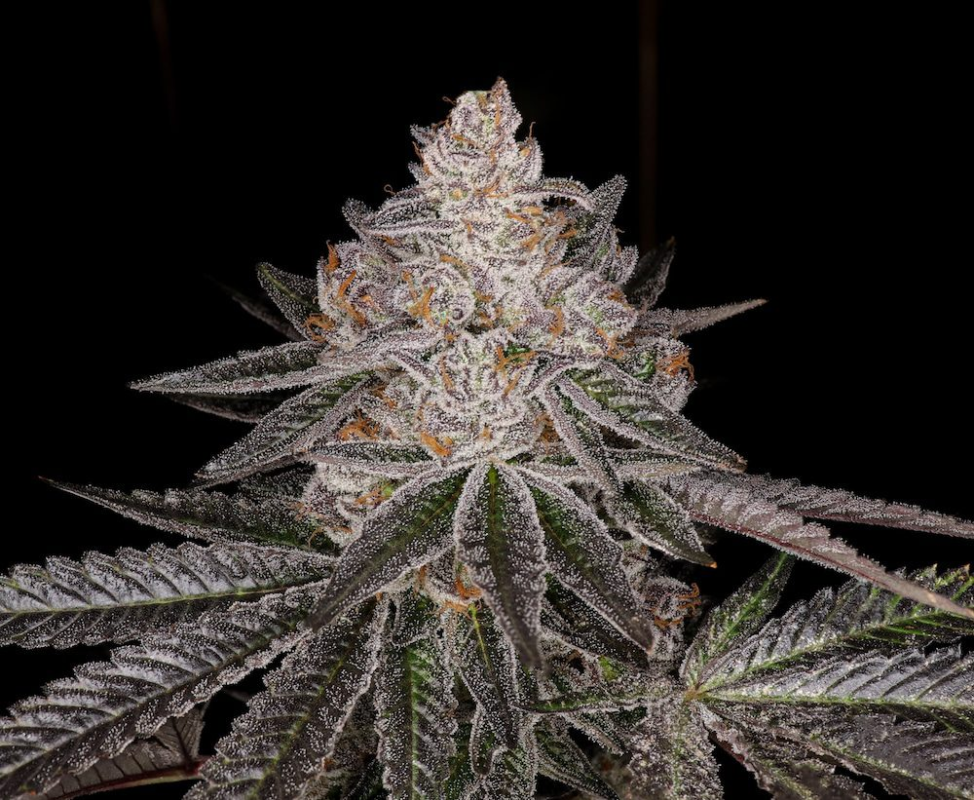 Apple Fritter Strain Nahaufnahme mit frostigen Trichomen und fruchtigem Aroma Profil aus der Premium Cannabiswelt