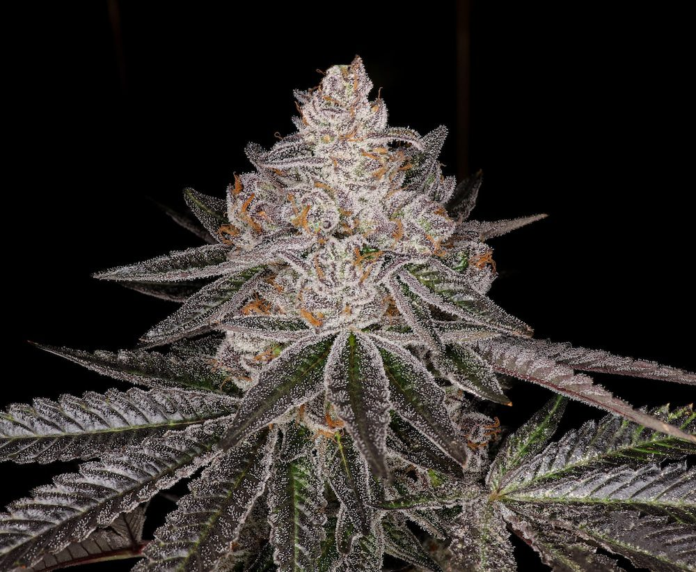 Apple Fritter Strain Nahaufnahme mit frostigen Trichomen und fruchtigem Aroma Profil aus der Premium Cannabiswelt