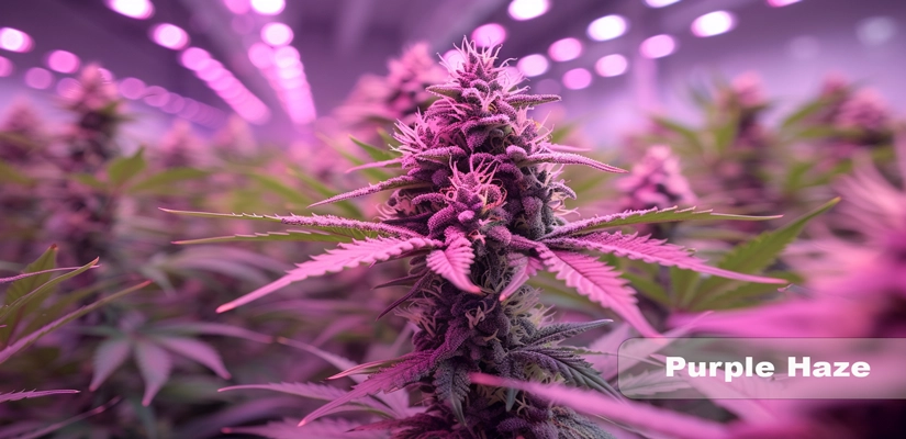 Purple Haze Cannabis Blüten mit violetten Schattierungen und kristallinen Trichomen auf dunklem Hintergrund