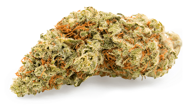 Jack Herer Cannabis Blüten Nahaufnahme – Sortenklassiker mit starkem Blütenprofil beim Premium THC Store
