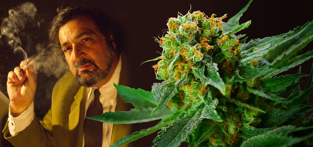 Jack Herer Strain – Der Klassiker der Premium Cannabiswelt