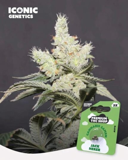 Jack Herer Automatic Cannabispflanze in voller Blüte mit harzigen Buds