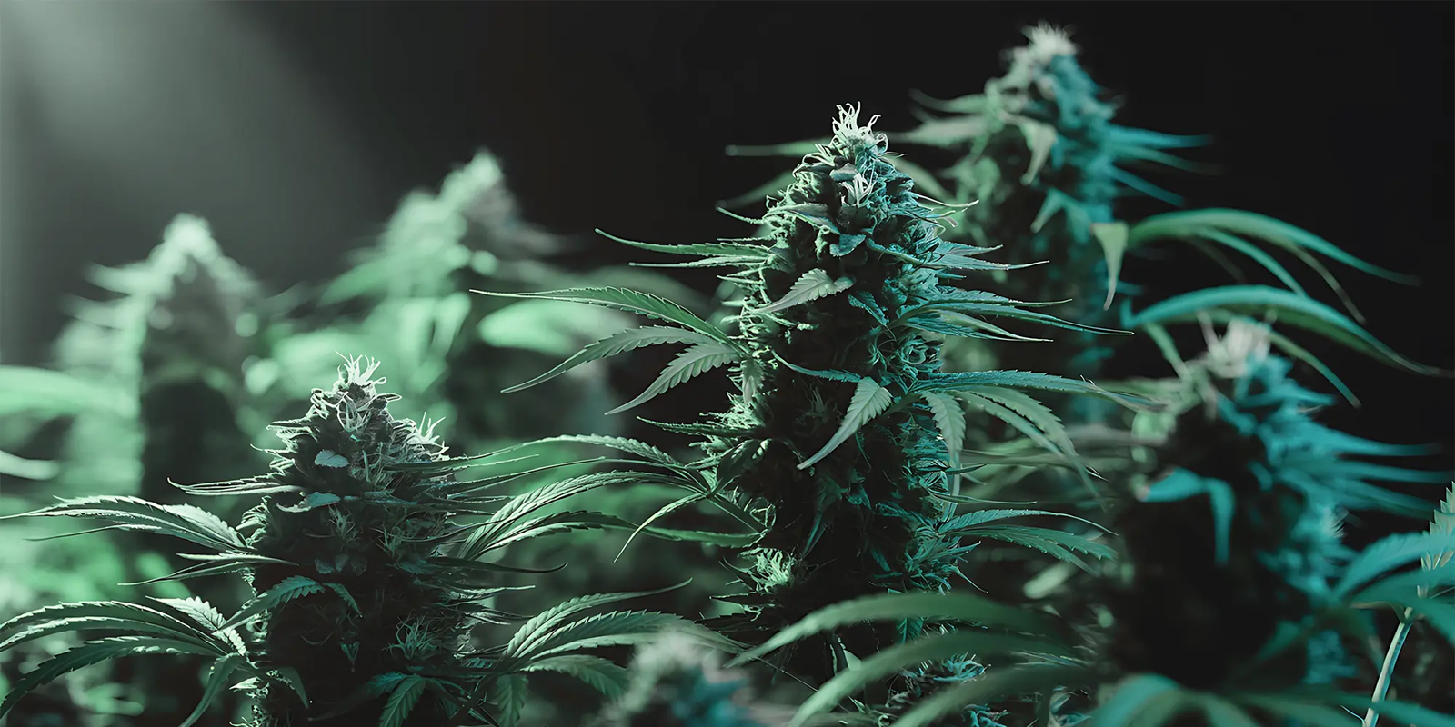 Premium THC Gras Blüten auf dunklem Hintergrund für anspruchsvolle Genießer im Premium THC Store
