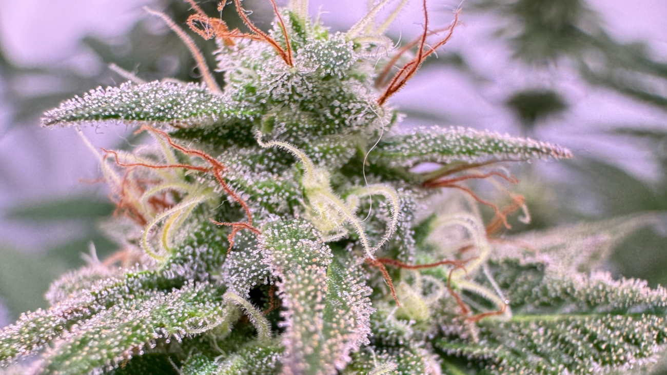 Premium Marihuana Blüten mit glänzenden Trichomen im Detail