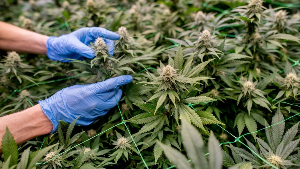 Ein moderner Cannabis Social Club mit einer einladenden Gemeinschaft und erstklassigen Hanfprodukten für bewusste Konsumenten.