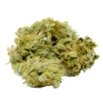 Girl Scout Cookies GSC Cannabis Blüten mit Trichomen Nahaufnahme