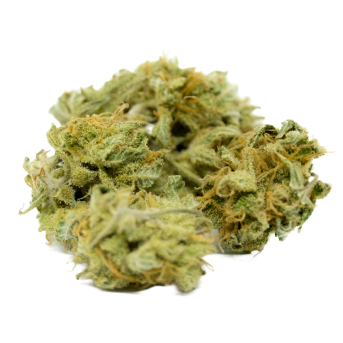 Girl Scout Cookies GSC Cannabis Blüten mit Trichomen Nahaufnahme