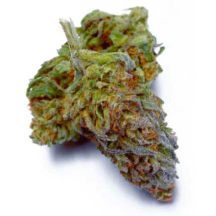 Purple Punch Strain Nahaufnahme mit kristallinen Trichomen und violetten Farbtönen