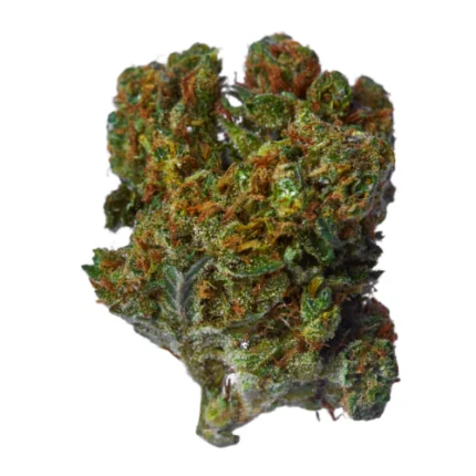 Lemon Cherry Gelato Buds mit violetten Akzenten und Trichomen