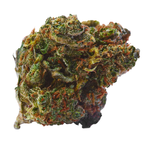 Gorilla Glue Cannabis Blüte mit extremem Harzbesatz im Detail