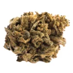 Grape Ape Cannabis Blüte mit violetten Farbtönen Nahaufnahme