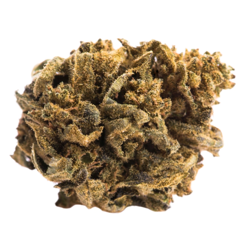 Grape Ape Cannabis Blüte mit violetten Farbtönen Nahaufnahme