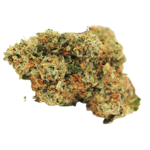 sativa-dominant-hybrid_1243435954.webp Purple Haze Cannabis Blüten mit violetten Nuancen nahaufnahme