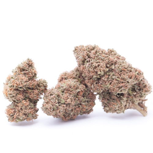 sativa-dominant-hybrid_576305830.webp Super Silver Haze Cannabis Blüte mit glitzernden Trichomen